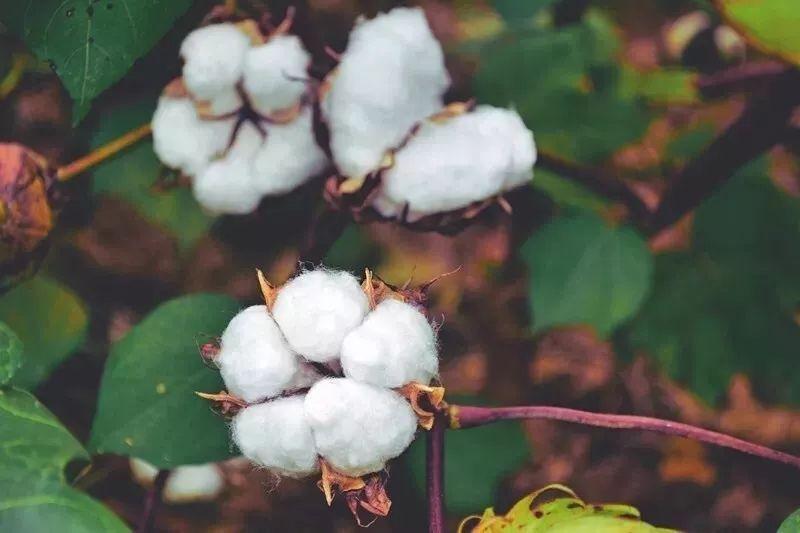 jinnian金年会医纺